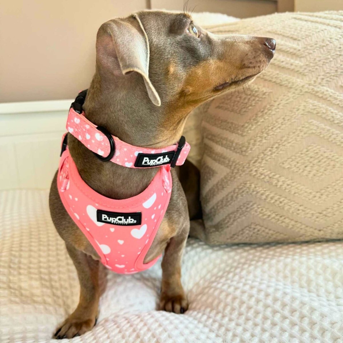 Collar - Peachy Heart - mezetto PupClub Couture PupClub Couture
