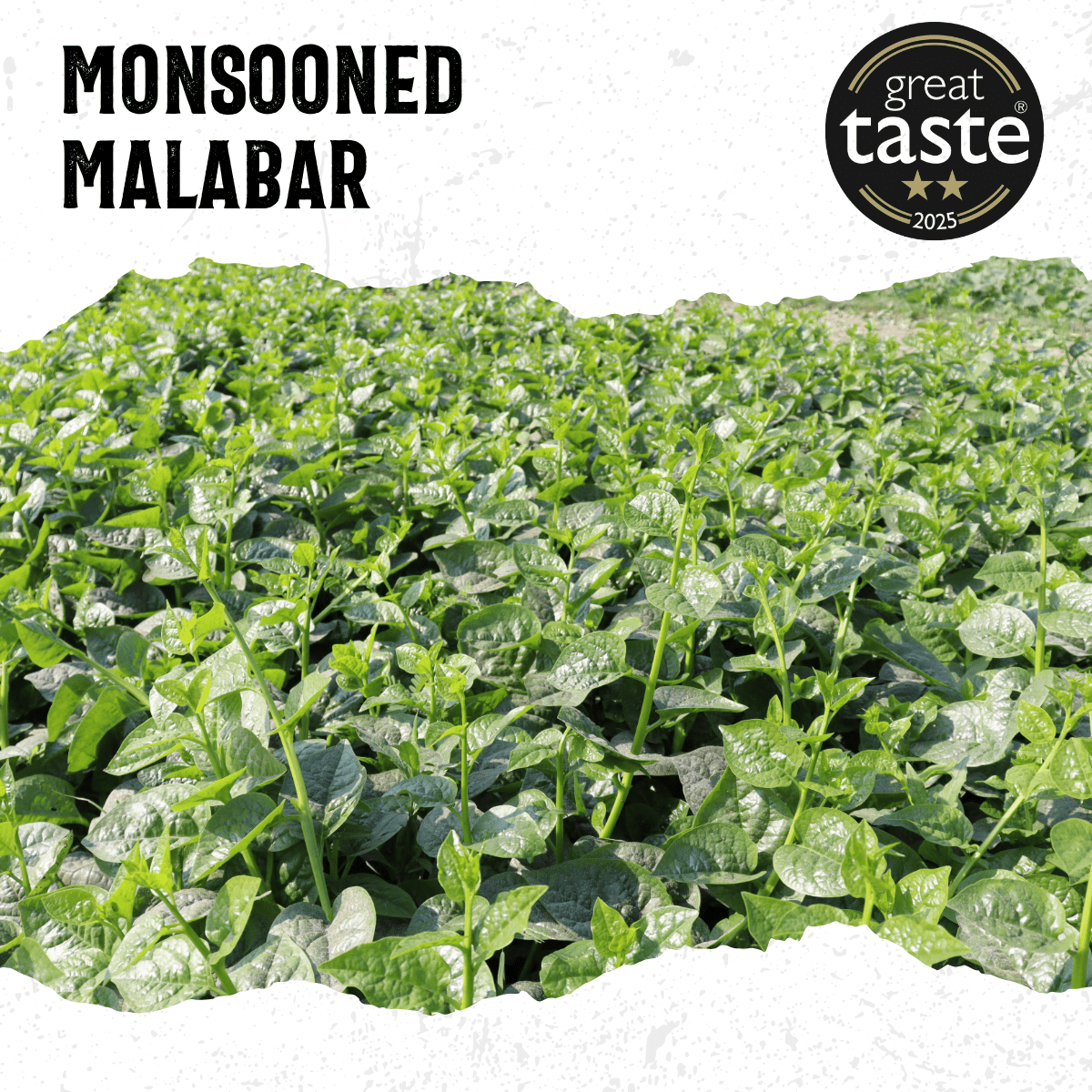 Monsooned Malabar Medium Roast - mezetto Acorns Coffee & Cake Acorns Coffee & Cake