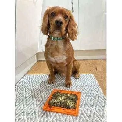 The Bedazzle Dog Lead No. 9s - mezetto
