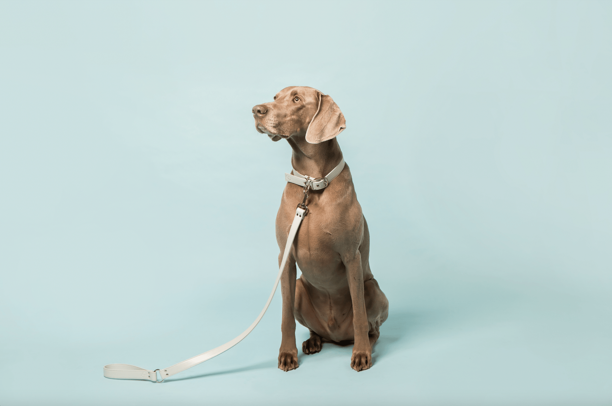 Ice blue apple leather lead - mezetto