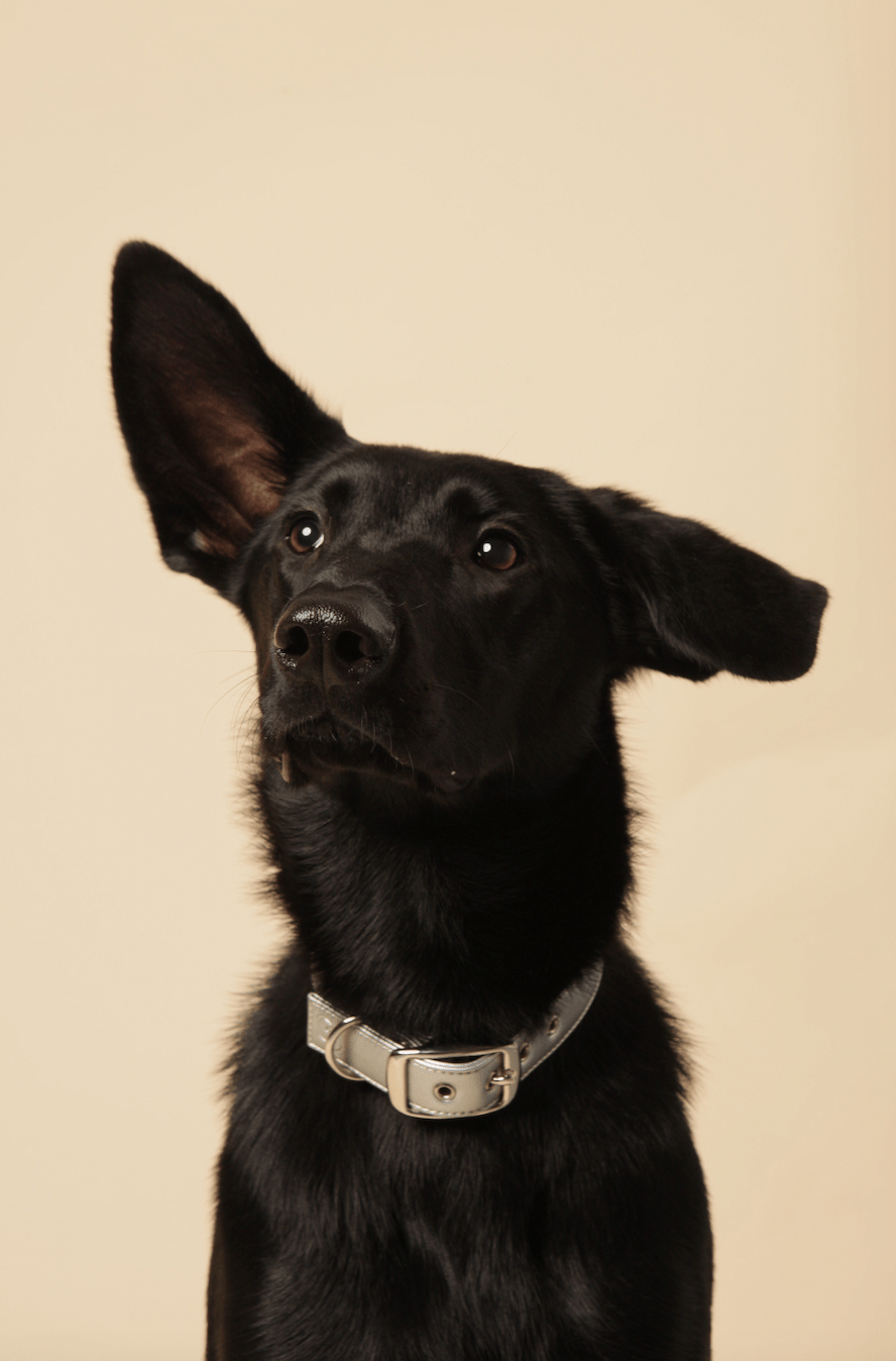 Silver apple leather dog collar - mezetto