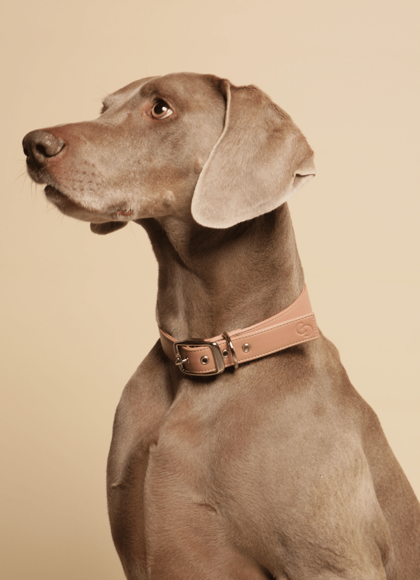 Blush pink vegan apple leather dog collar - mezetto