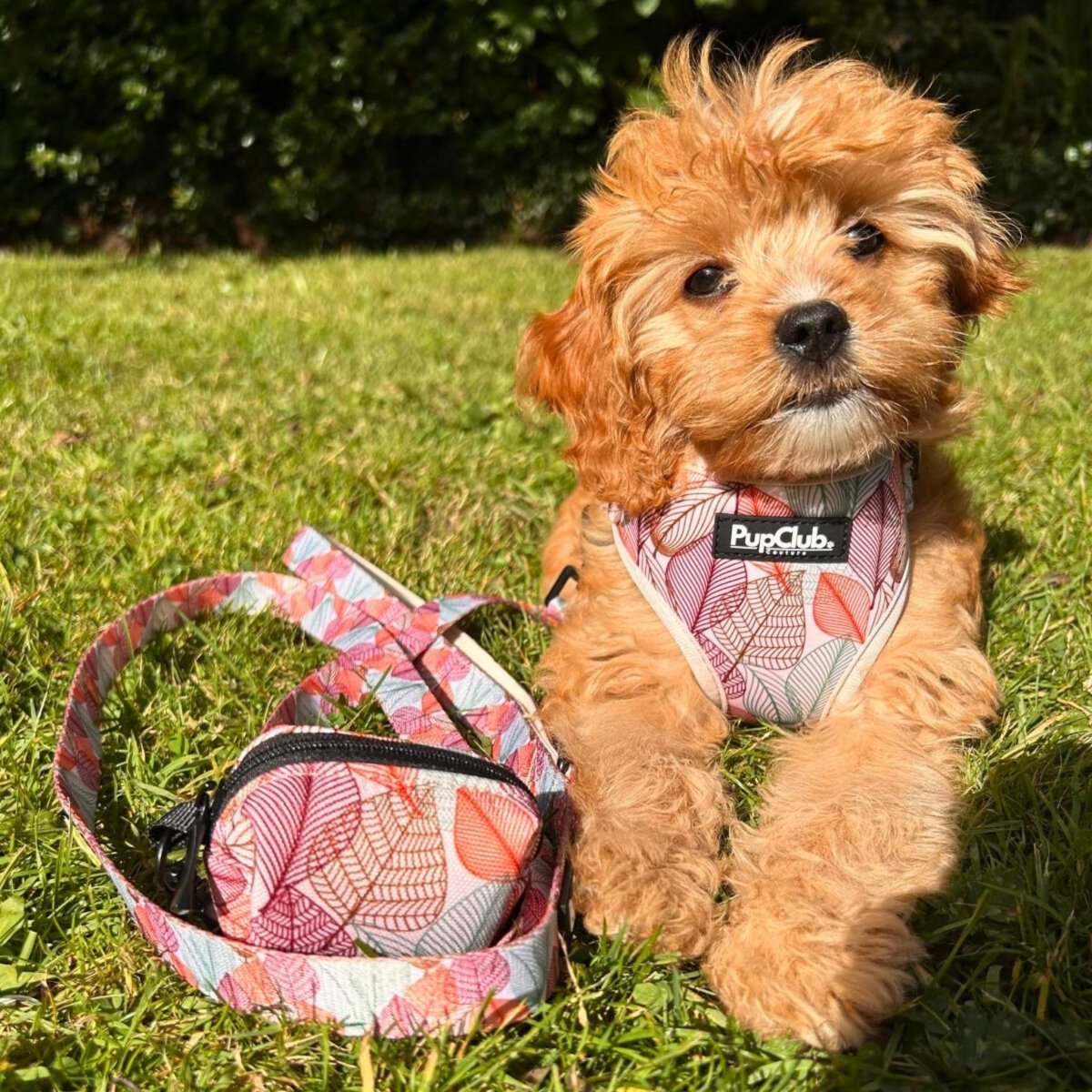 Adjustable Harness - Autumn Breeze - mezetto PupClub Couture PupClub Couture