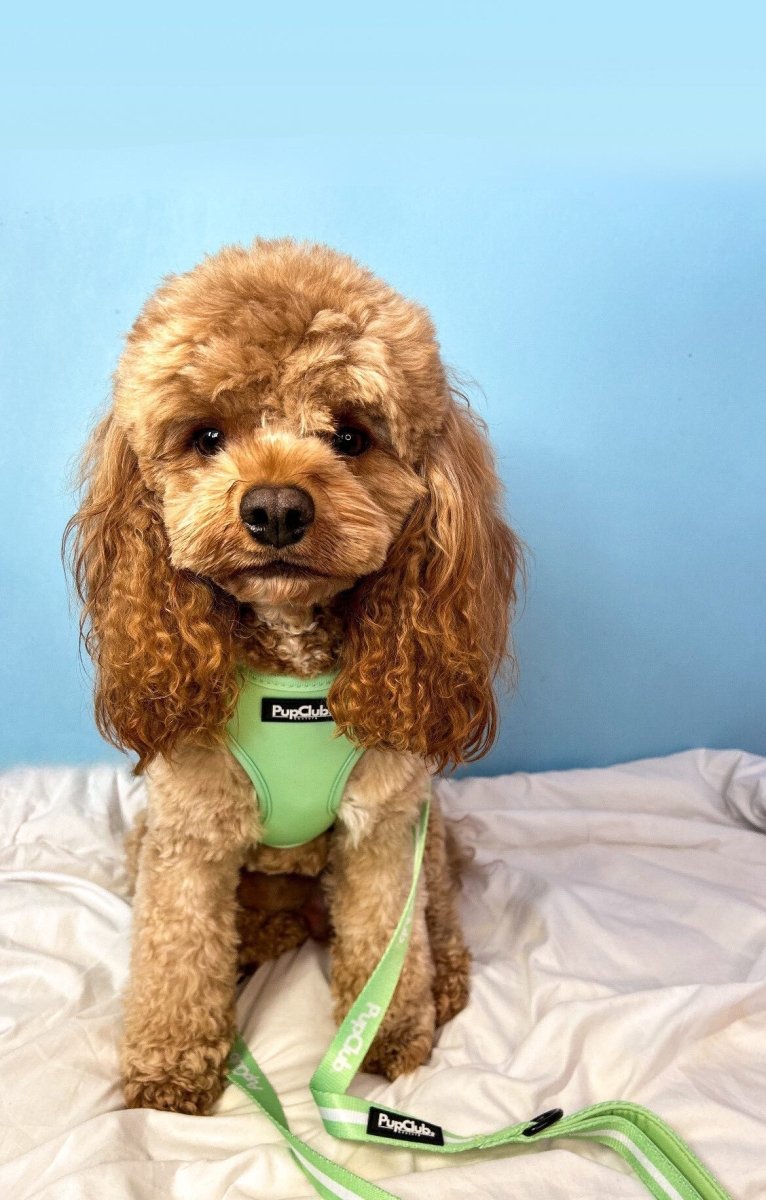 Adjustable Harness - Pastel Mint Green - mezetto PupClub Couture PupClub Couture