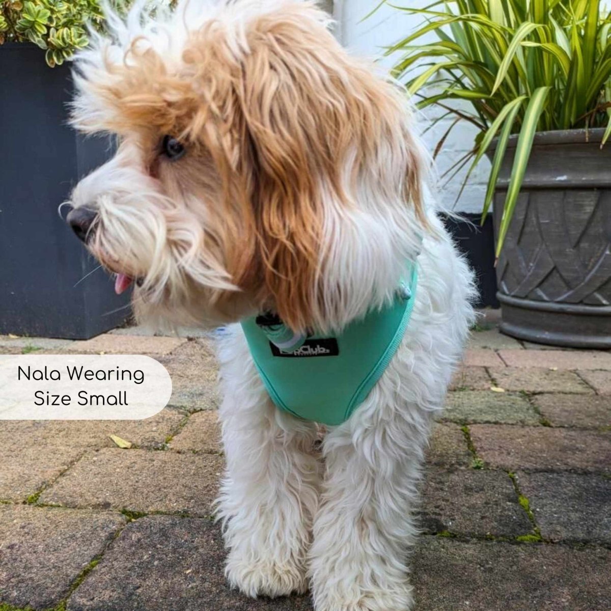 Adjustable Harness - Pastel Mint Green - mezetto PupClub Couture PupClub Couture