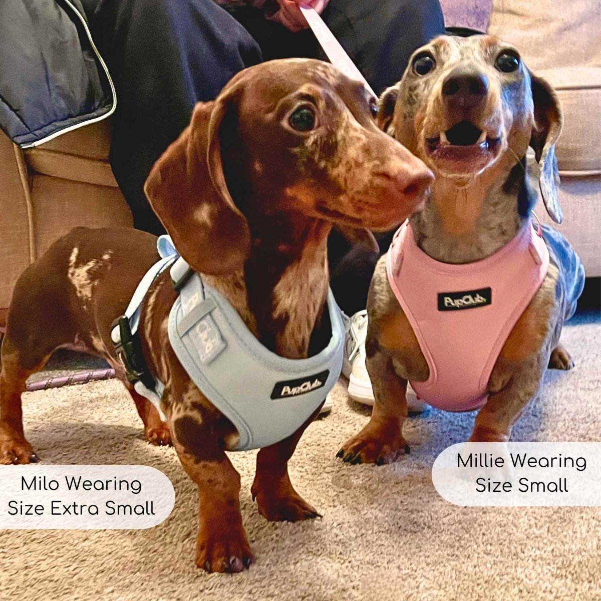 Adjustable Harness - Pastel Pink - mezetto PupClub Couture PupClub Couture