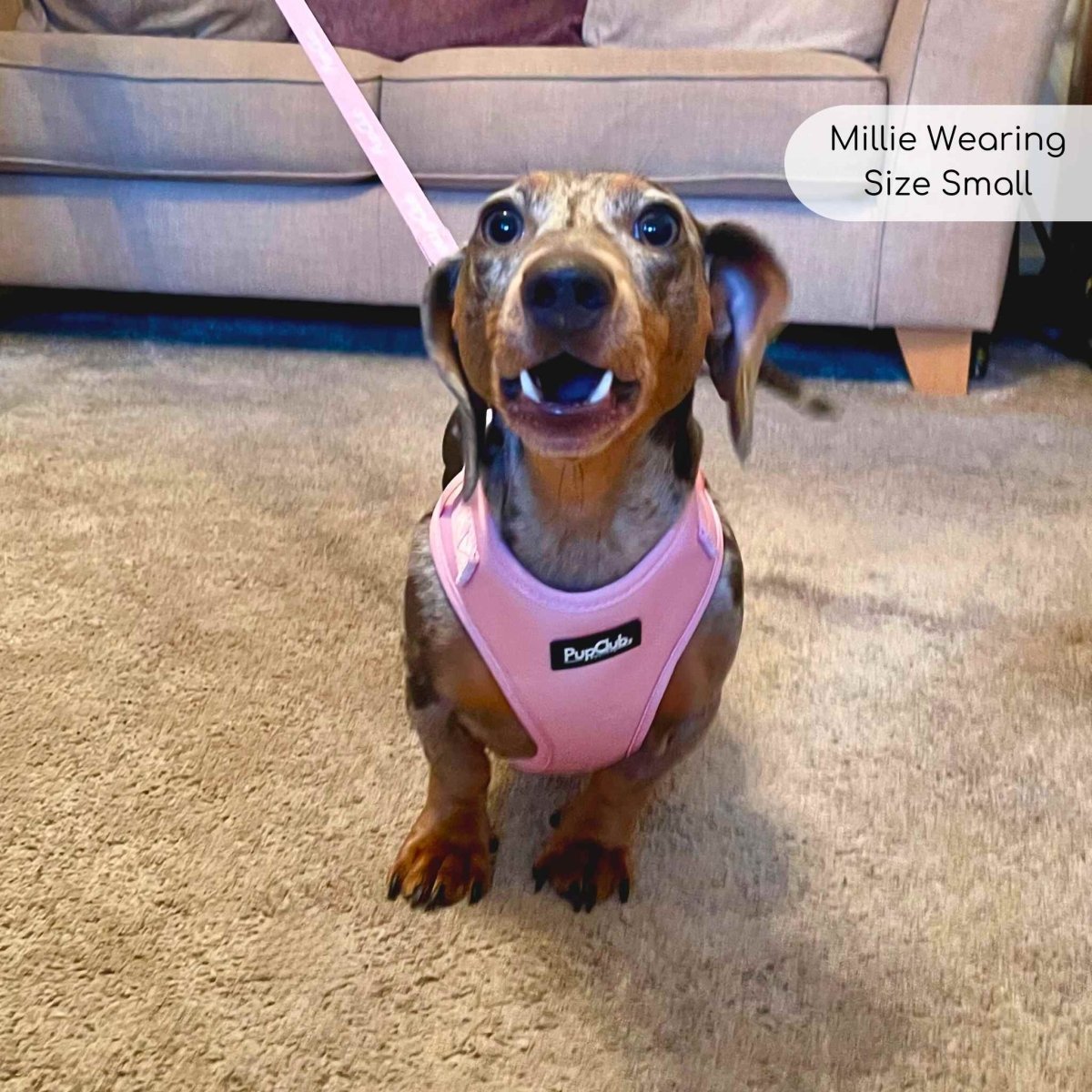 Adjustable Harness - Pastel Pink - mezetto PupClub Couture PupClub Couture