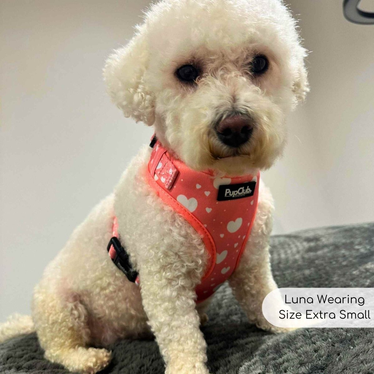 Adjustable Harness - Peachy Hearts - mezetto PupClub Couture PupClub Couture