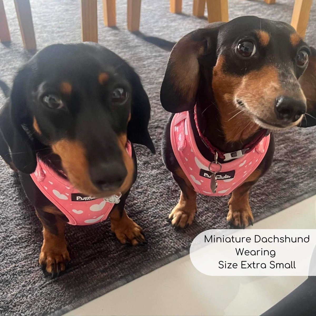 Adjustable Harness - Peachy Hearts - mezetto PupClub Couture PupClub Couture