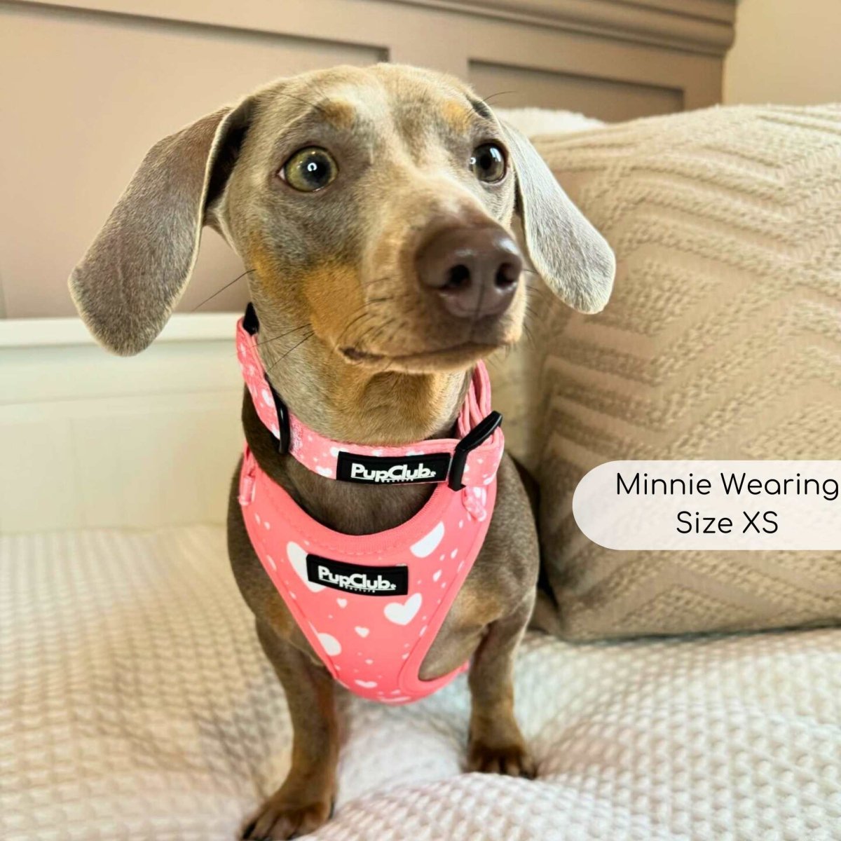 Adjustable Harness - Peachy Hearts - mezetto PupClub Couture PupClub Couture