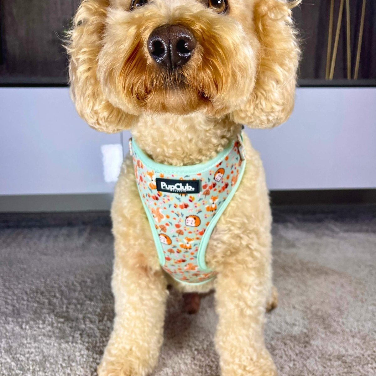 Adjustable Harness - Woodland Friends - mezetto PupClub Couture PupClub Couture