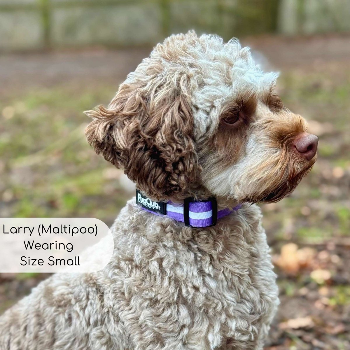 Collar - Lilac Blush - mezetto PupClub Couture PupClub Couture