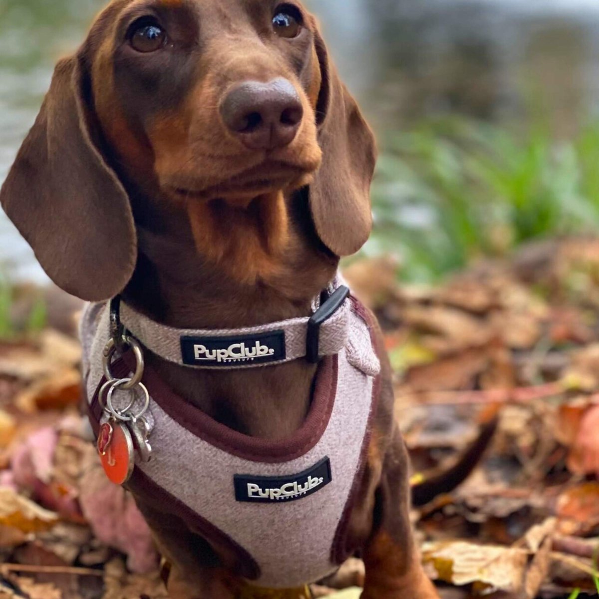 Collar - Tweed Brown - mezetto PupClub Couture PupClub Couture
