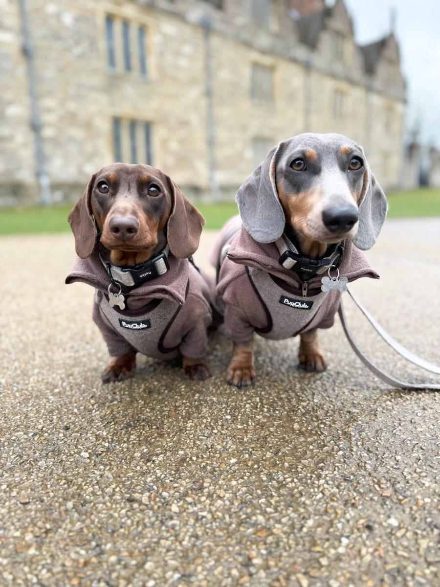 Collar - Tweed Brown - mezetto PupClub Couture PupClub Couture
