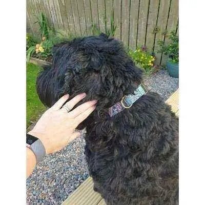 Dapper Doggo Delightful Collar Set - mezetto