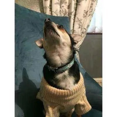 Finnigan's Durable Designer Dog Lead No.23s - mezetto