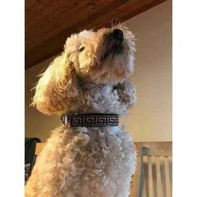 Finnigan's Exquisite Elegance Designer Dog Collar Set - mezetto