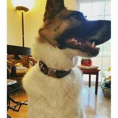 Finnigan's Fabulous Designer Dog Collar Set - mezetto