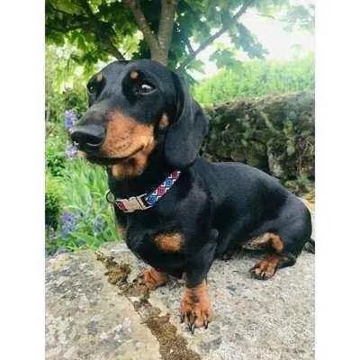 Finnigan's Fabulous Designer Dog Leads - mezetto