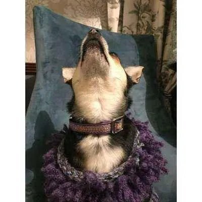 Finnigan's Luxe Chic Cotton Dog Lead - mezetto