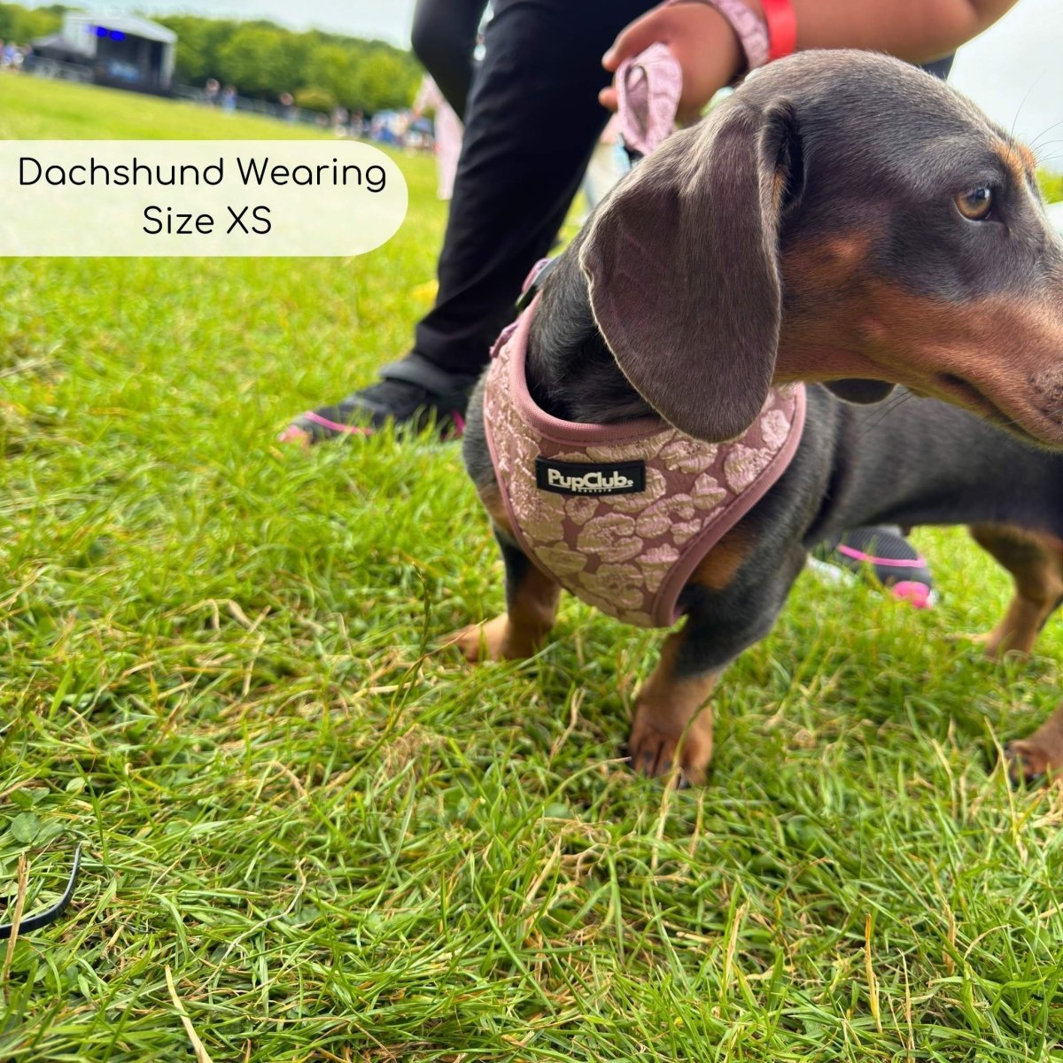 Luxe Adjustable Harness - Mocha Petals - mezetto PupClub Couture PupClub Couture