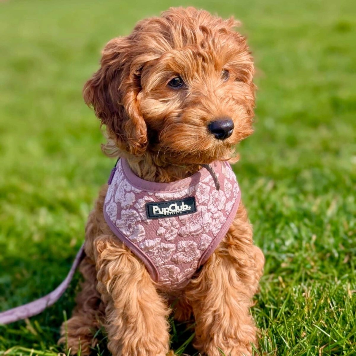 Luxe Adjustable Harness - Mocha Petals - mezetto PupClub Couture PupClub Couture
