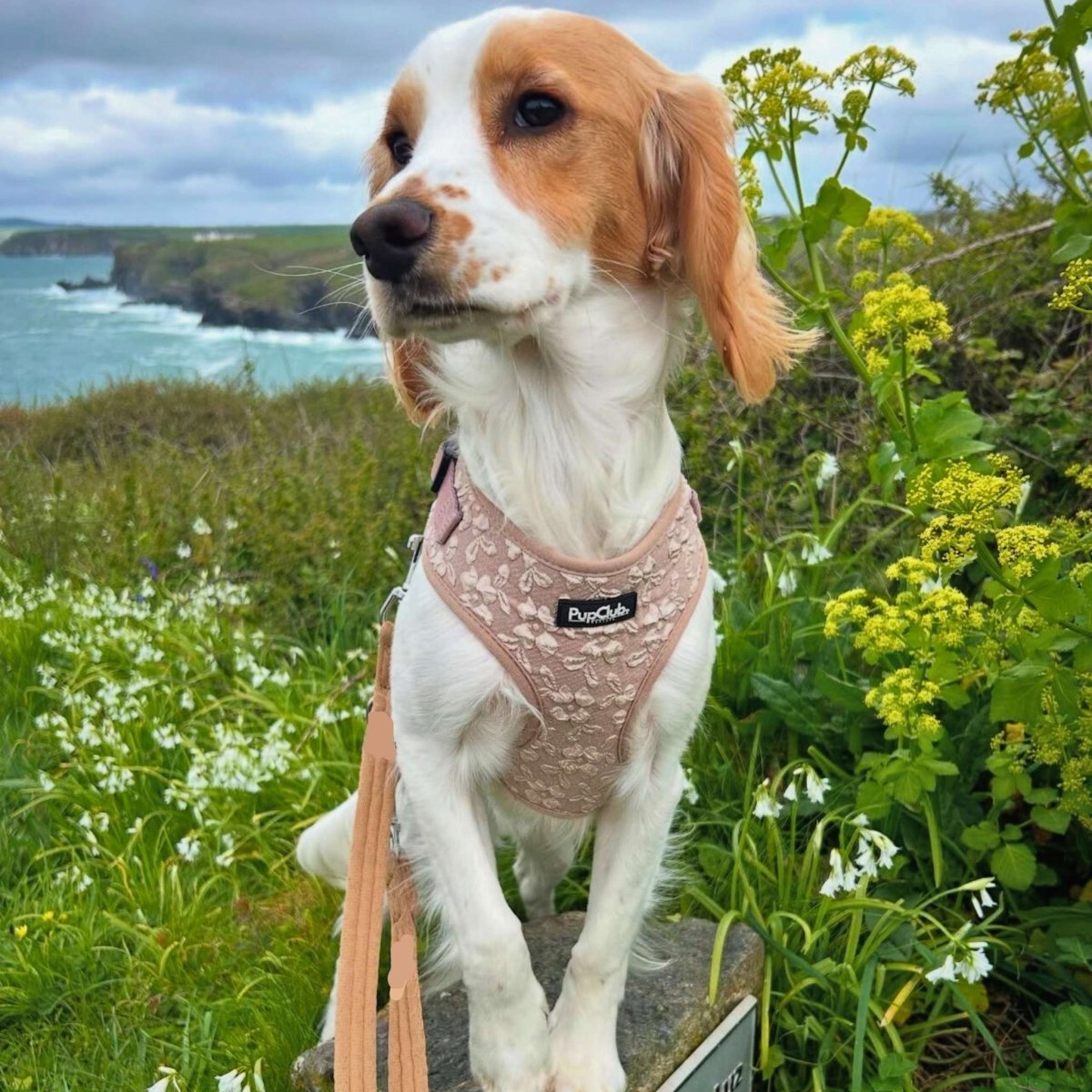 Luxe Adjustable Harness - Toffee Latte Petals - mezetto PupClub Couture PupClub Couture
