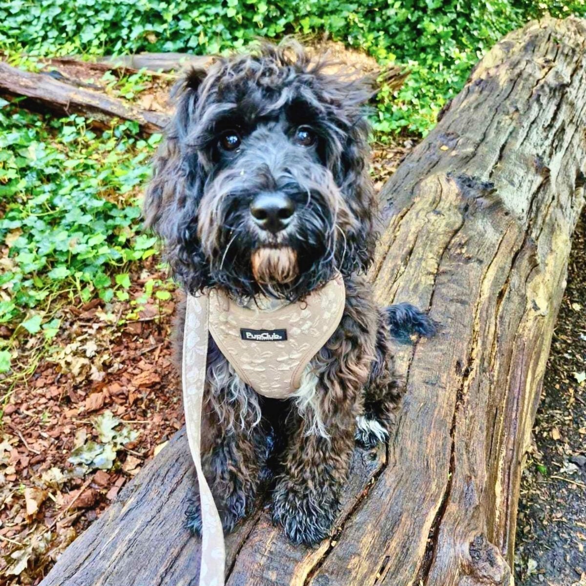 Luxe Adjustable Harness - Toffee Latte Petals - mezetto PupClub Couture PupClub Couture