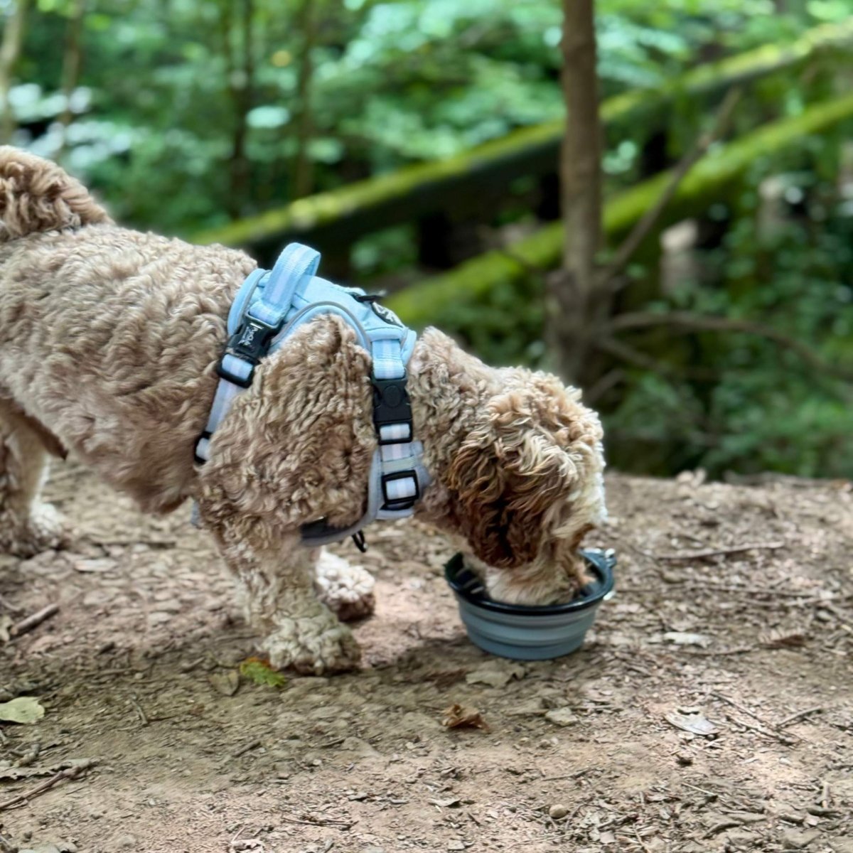 PCC - Collapsible Dog Bowl - Grey - mezetto PupClub Couture PupClub Couture