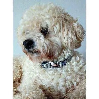 Petite Pooch Parade Designer Dog Collar Set - mezetto