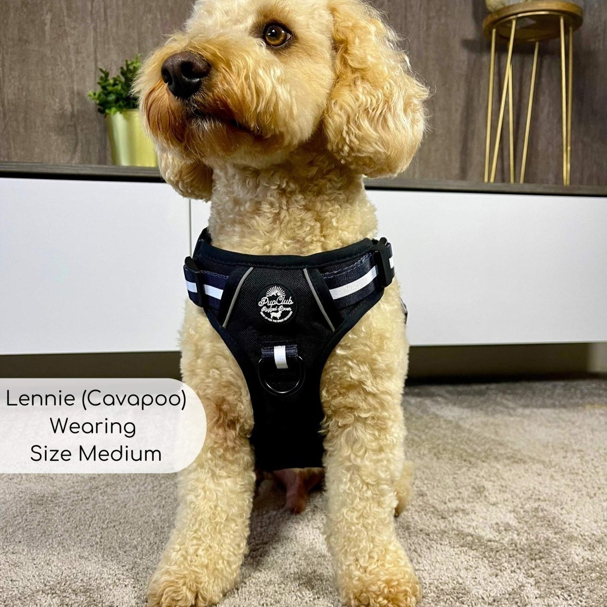 Rugged Rover™ Harness - Midnight Black - mezetto PupClub Couture PupClub Couture