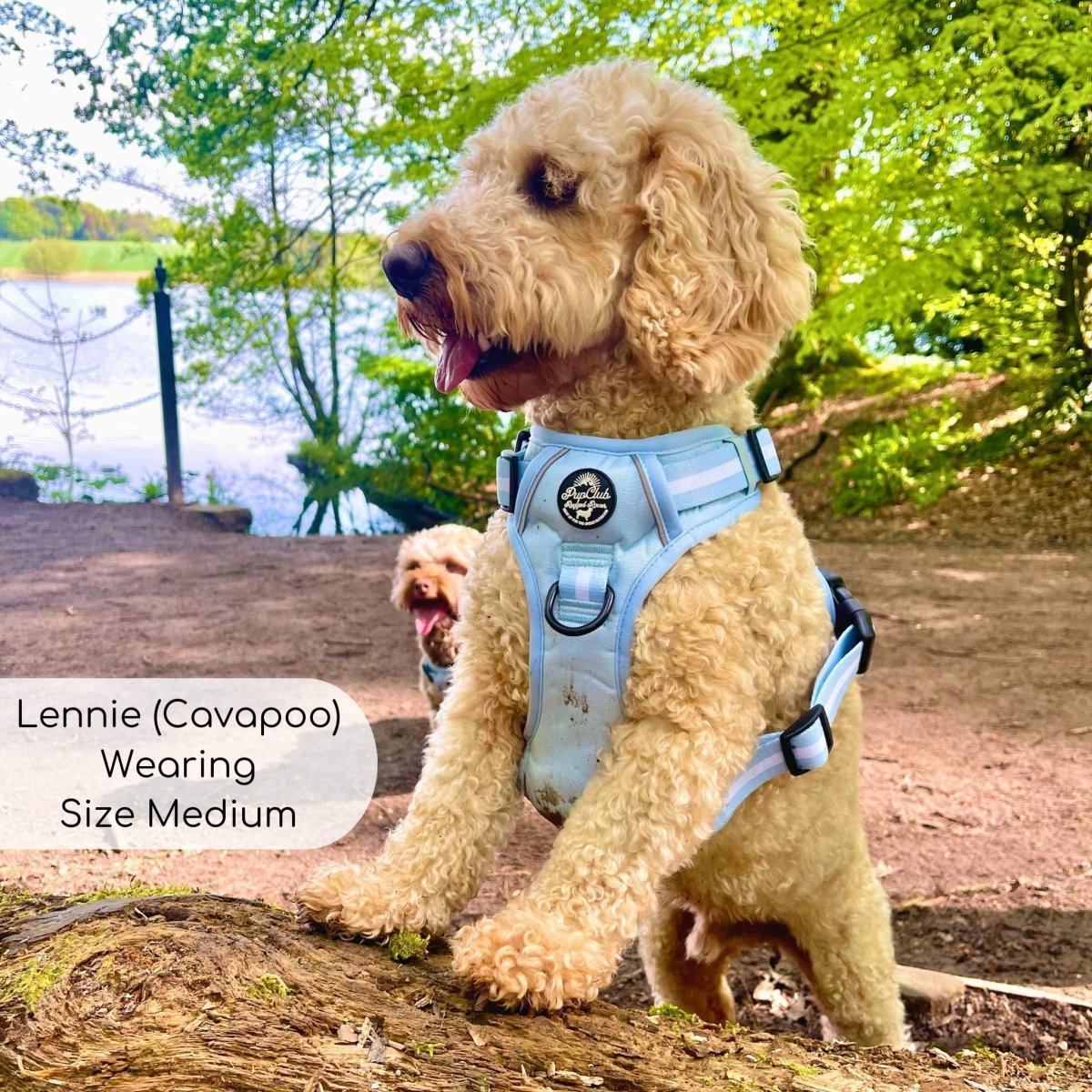 Rugged Rover™ Harness - Pastel Blue - mezetto PupClub Couture PupClub Couture
