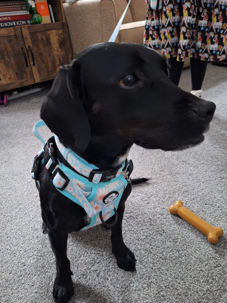 Rugged Rover™ Harness - Pastel Daisy - mezetto PupClub Couture PupClub Couture