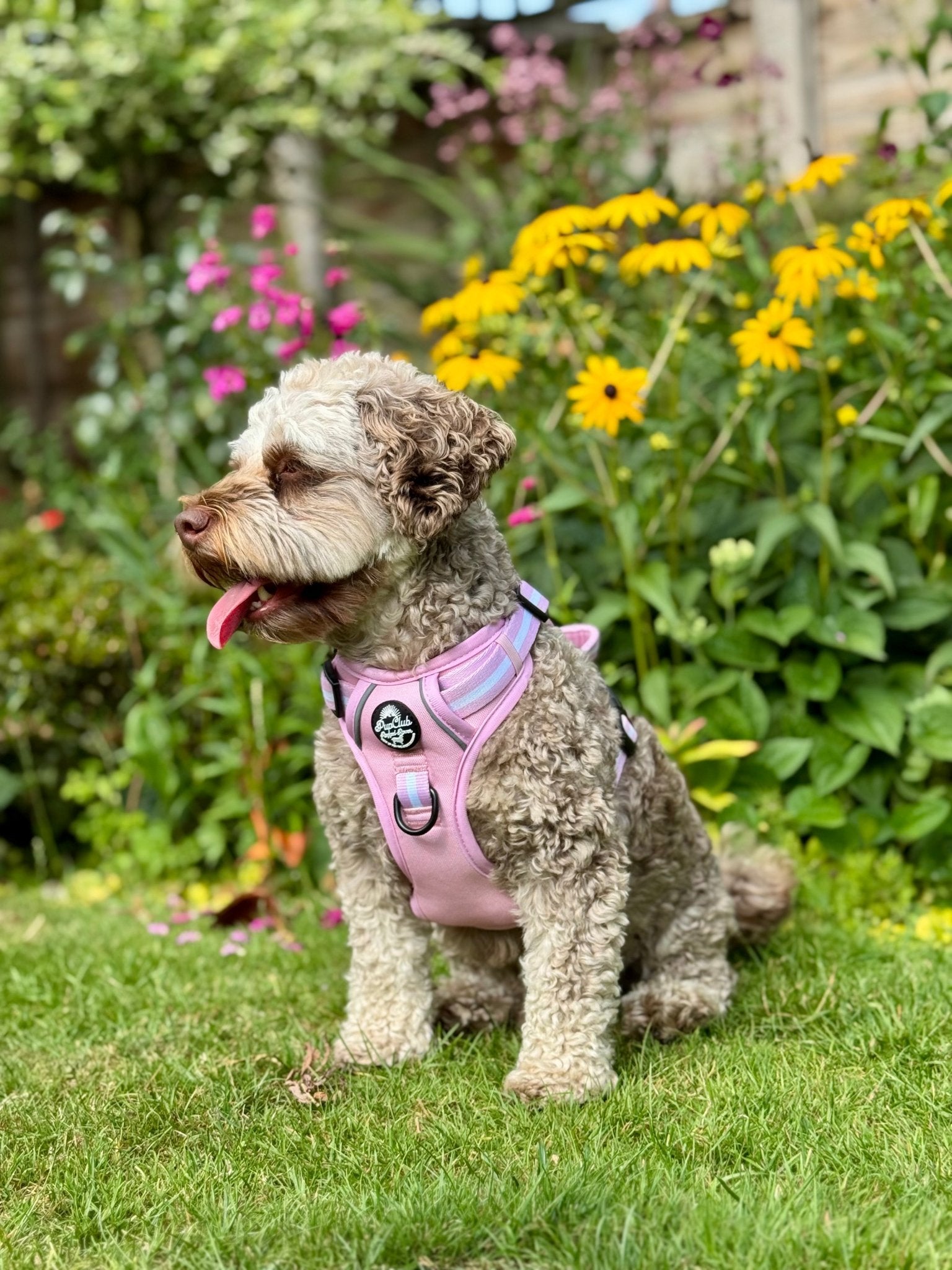 Rugged Rover™ Harness - Pastel Pink - mezetto PupClub Couture PupClub Couture