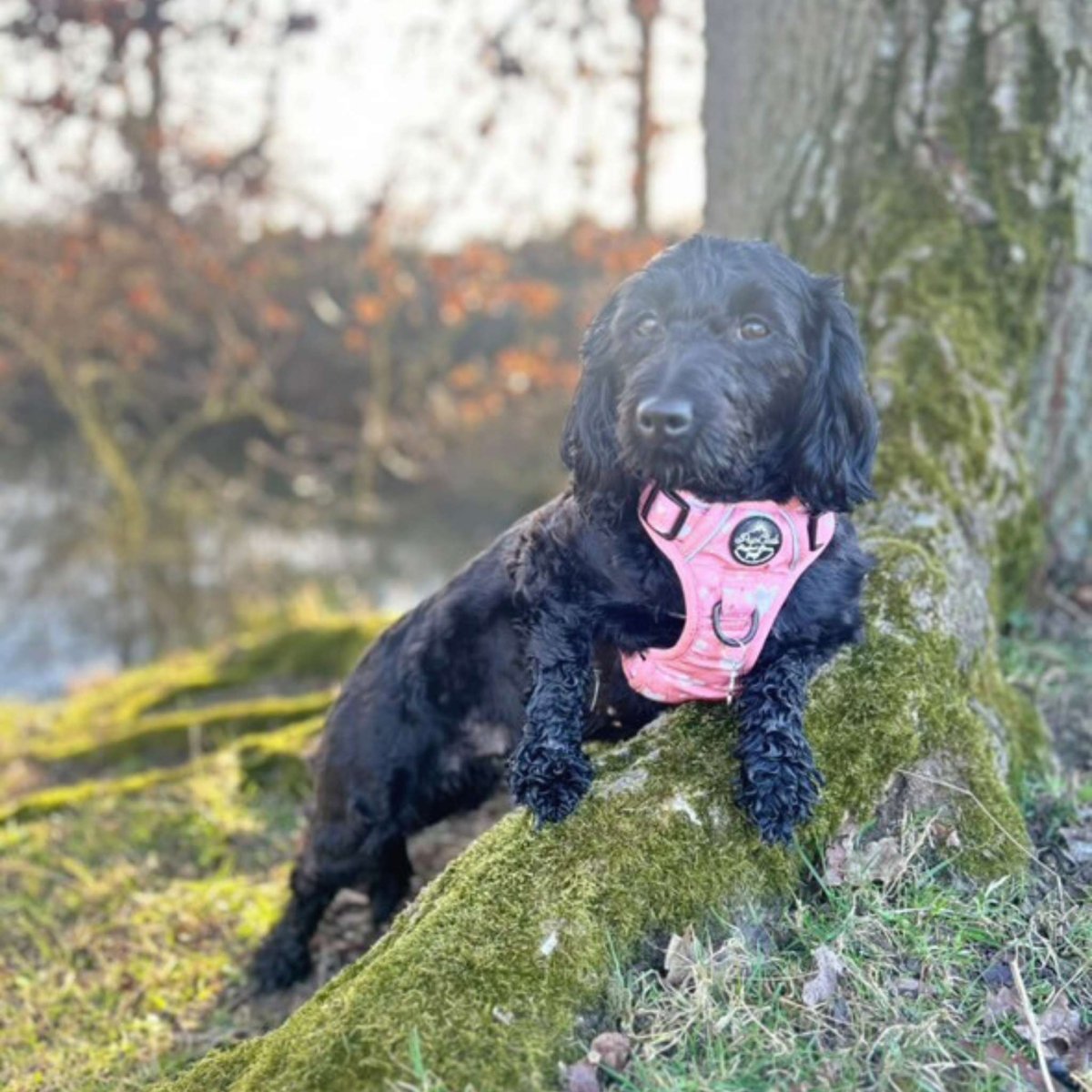 Rugged Rover™ Harness - Peachy Hearts - mezetto PupClub Couture PupClub Couture