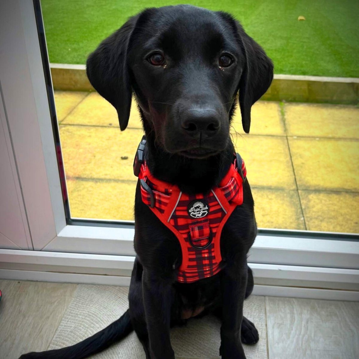 Rugged Rover™ Harness - Red Tartan - mezetto PupClub Couture PupClub Couture
