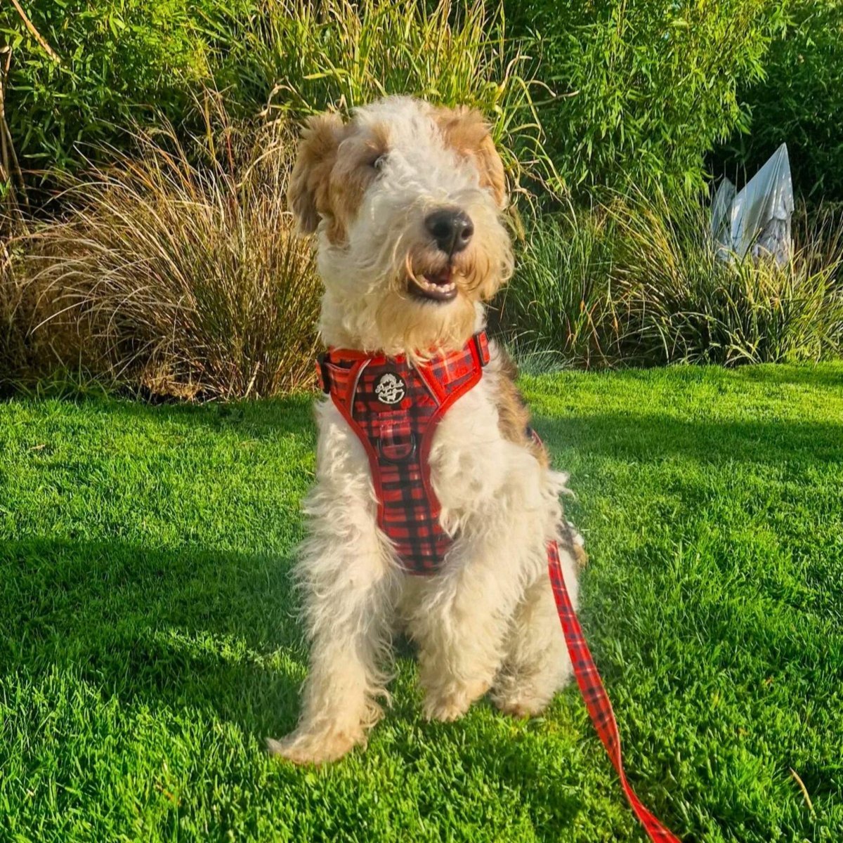 Rugged Rover™ Harness - Red Tartan - mezetto PupClub Couture PupClub Couture