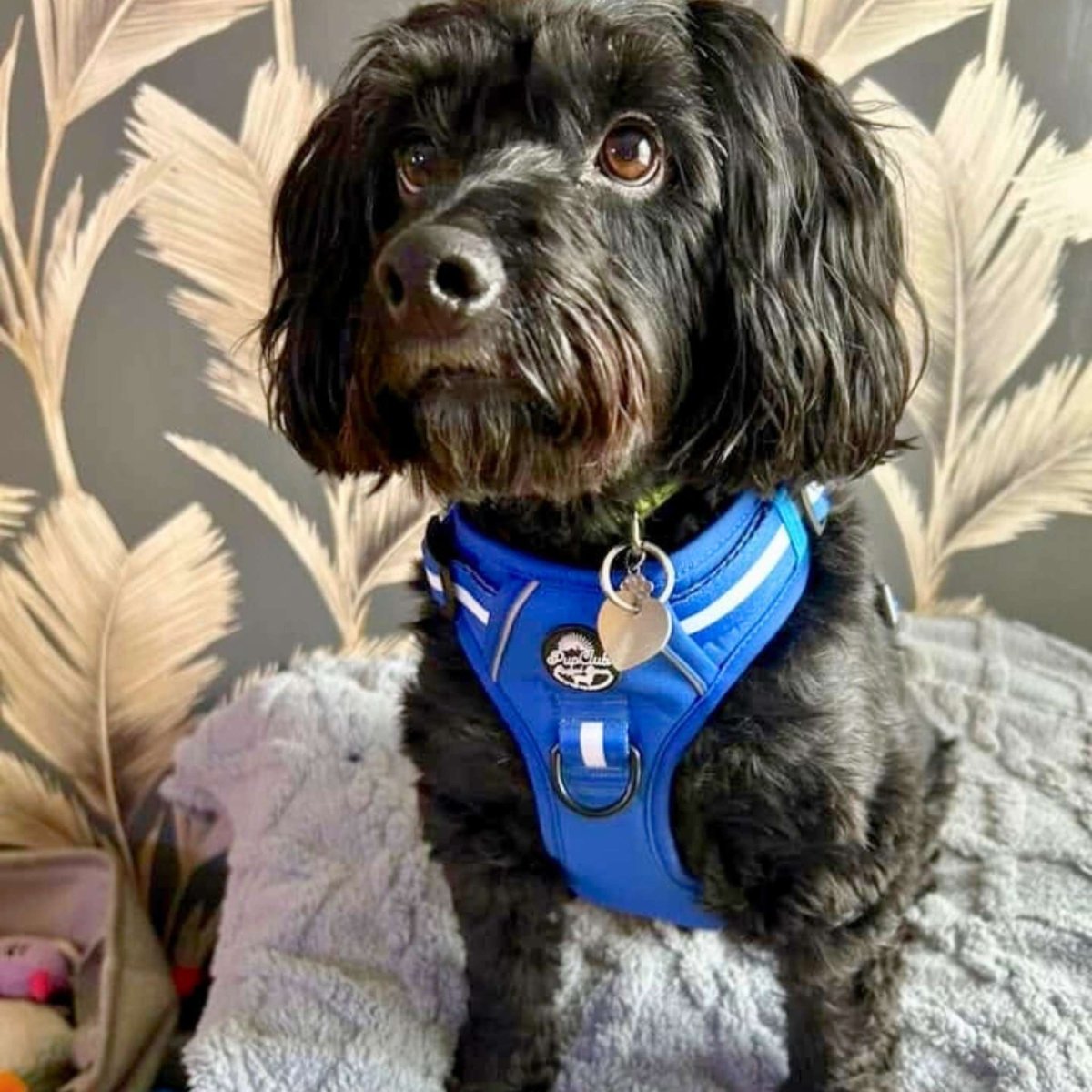 Rugged Rover™ Harness - Royal Blue - mezetto PupClub Couture PupClub Couture