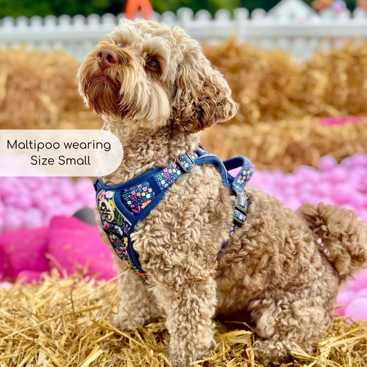 Rugged Rover™ Harness - Summer Meadow - mezetto PupClub Couture PupClub Couture