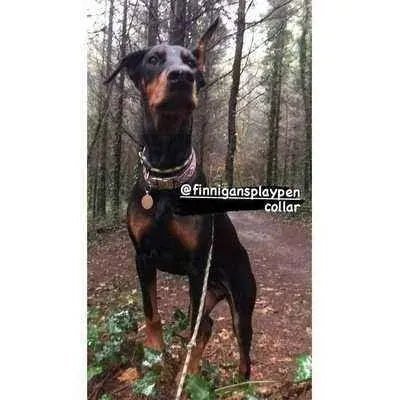 "The Kaya" Bespoke Dog Collar for Large Breed Dogs - mezetto