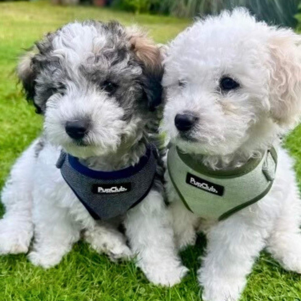 Tweed Adjustable Harness - Sage - mezetto PupClub Couture PupClub Couture