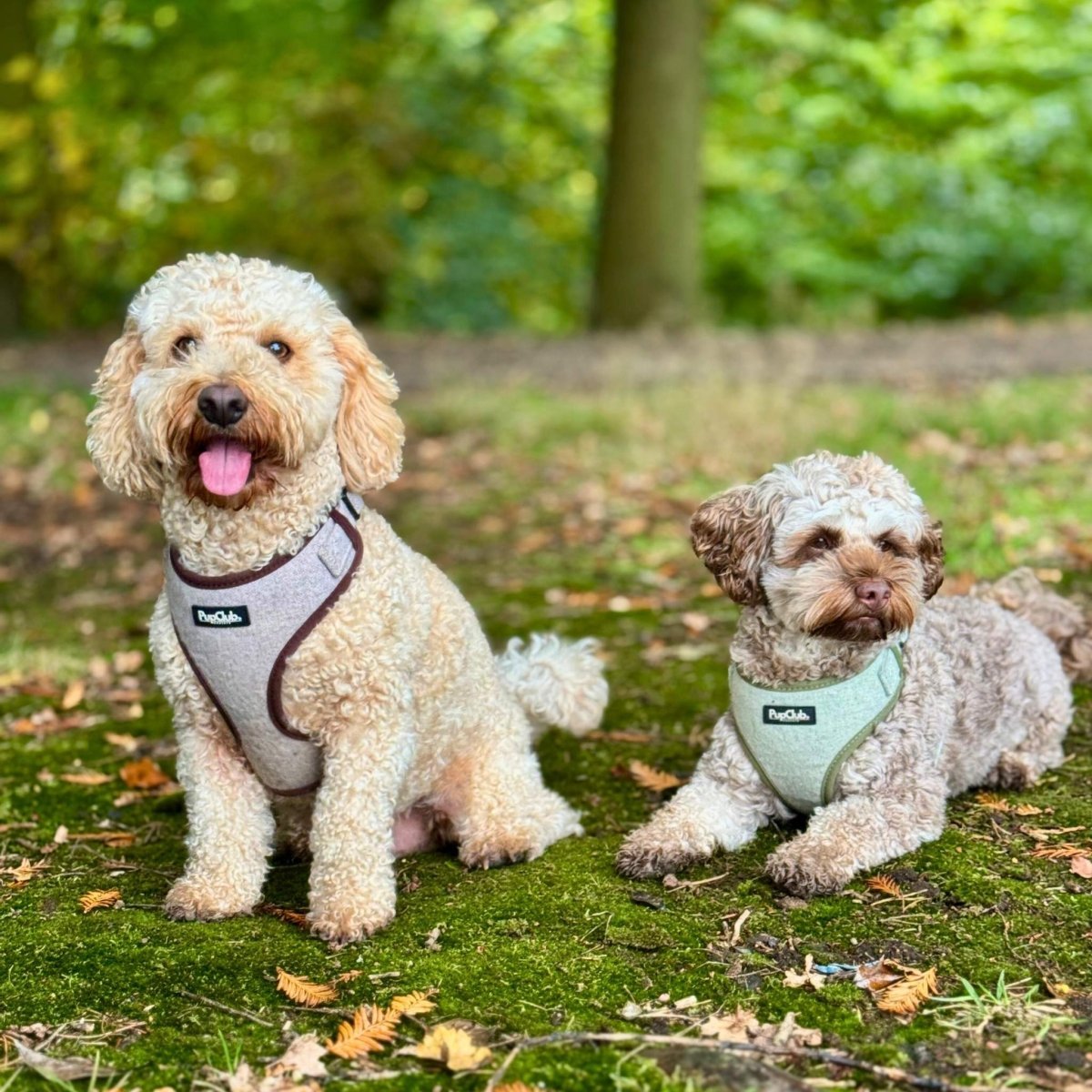 Tweed Adjustable Harness - Sage - mezetto PupClub Couture PupClub Couture