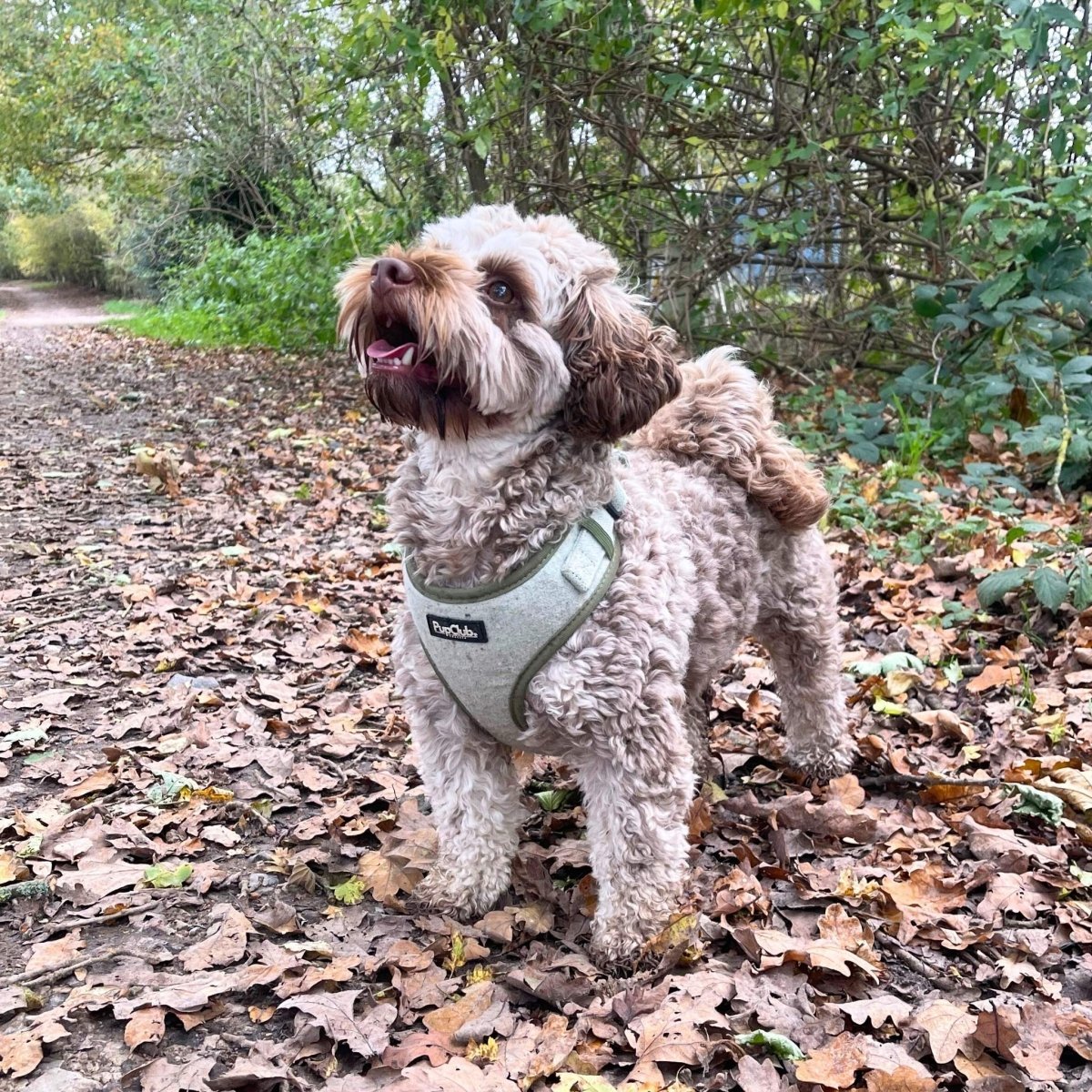 Tweed Adjustable Harness - Sage - mezetto PupClub Couture PupClub Couture