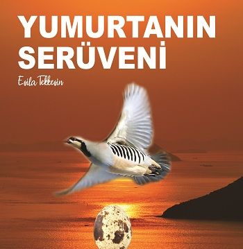 Yumurtanın Serüveni - Kitap72 Yayınları Kitap