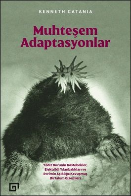 Muhteşem Adaptasyonlar - Koç Üniversitesi Yayınları Kitap